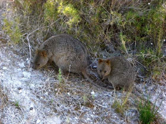 Craquez pour les quokkas à Rottnest Island – Australia #2