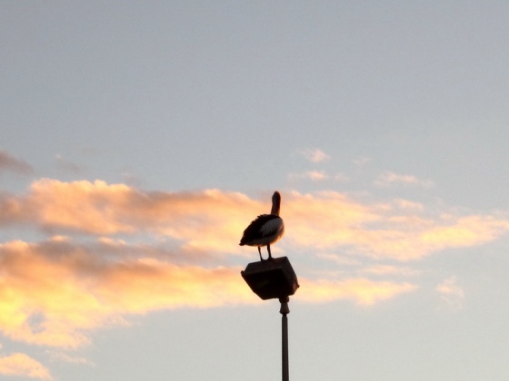 31 Pelican sunset